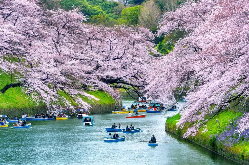 Boats under cherry blossoms on a river